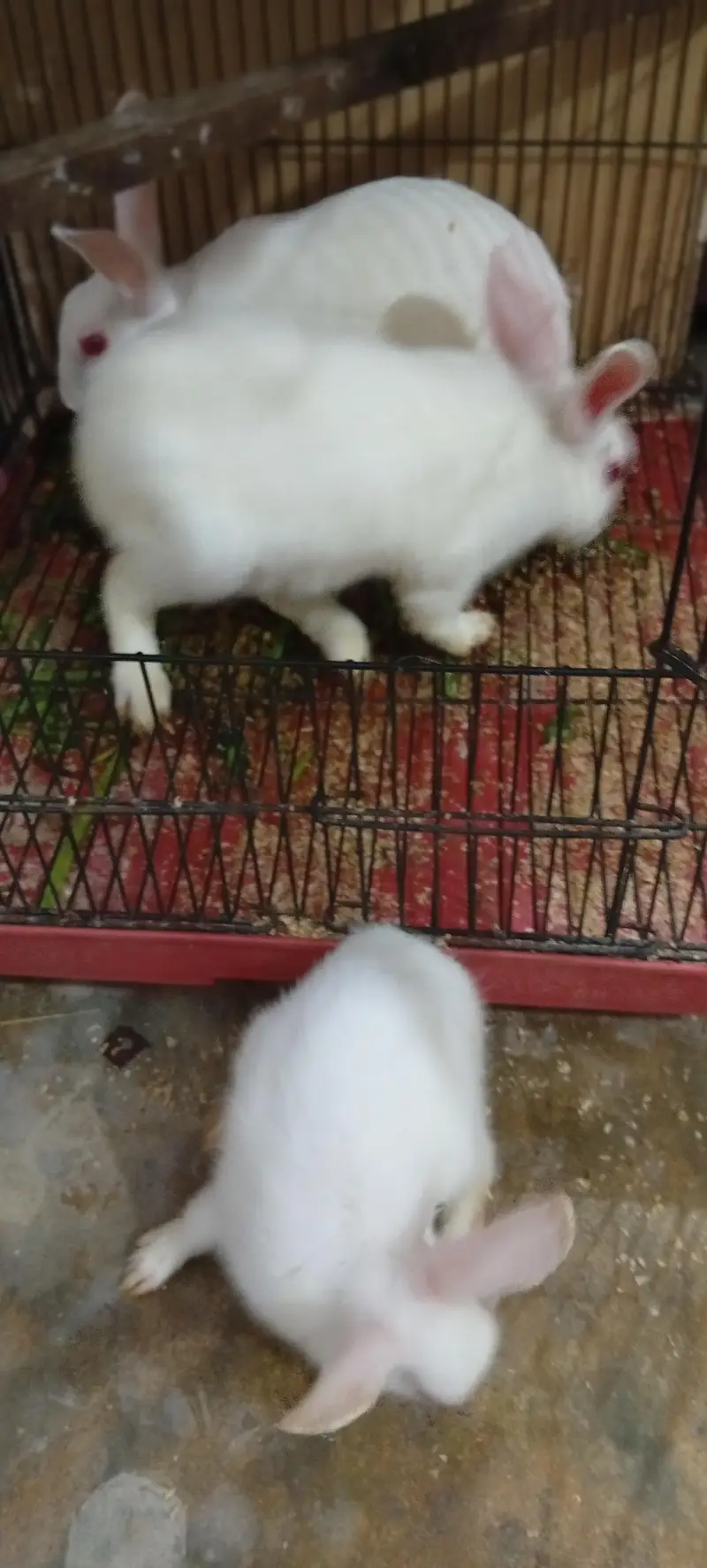 rabbit breeder pair with 2 bunnies — photo 2