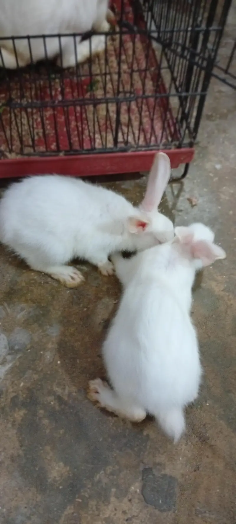 rabbit breeder pair with 2 bunnies — photo 3