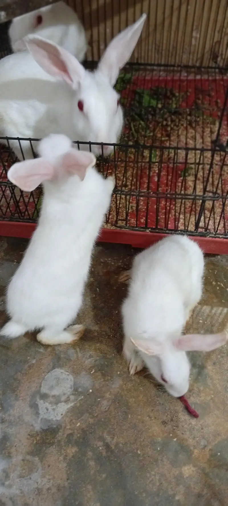 rabbit breeder pair with 2 bunnies — photo 4