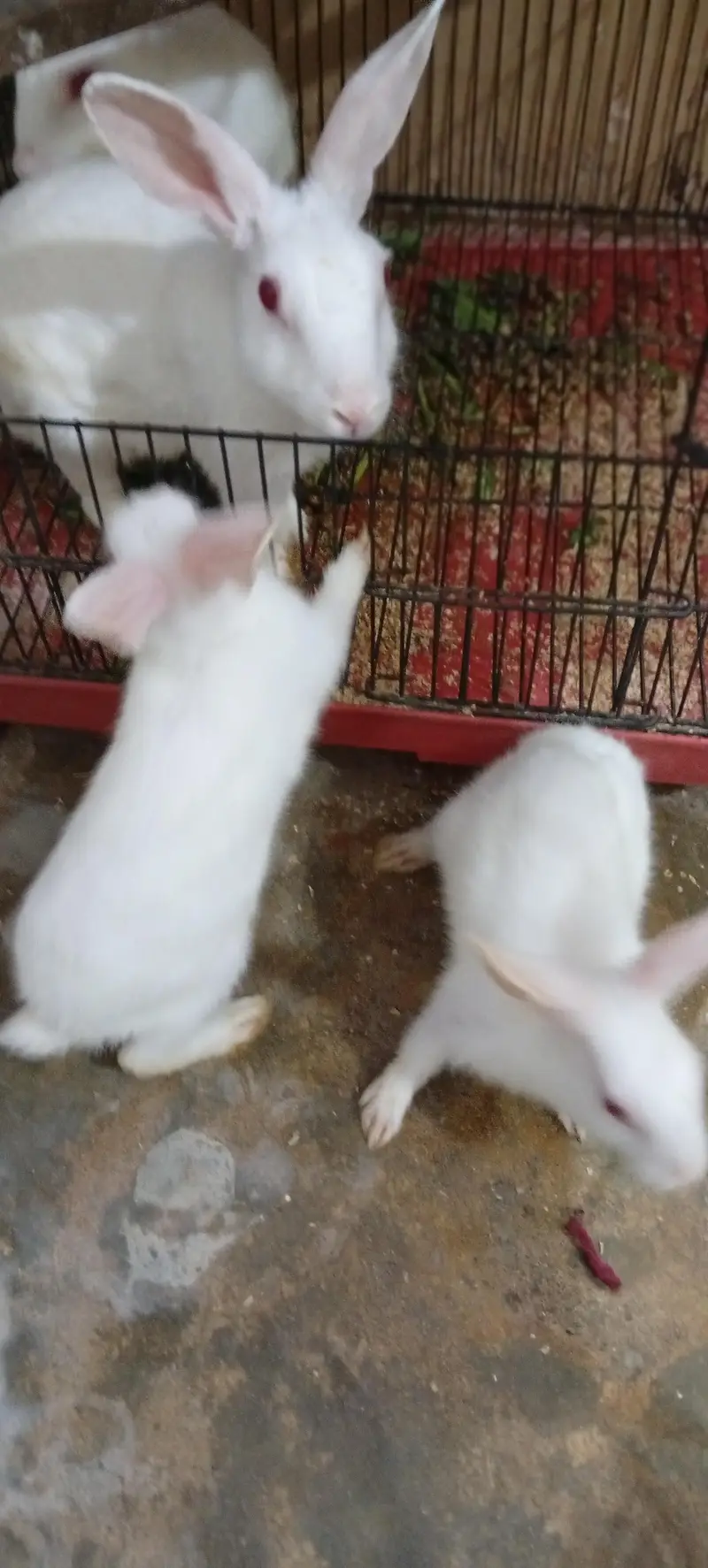 rabbit breeder pair with 2 bunnies — photo 5