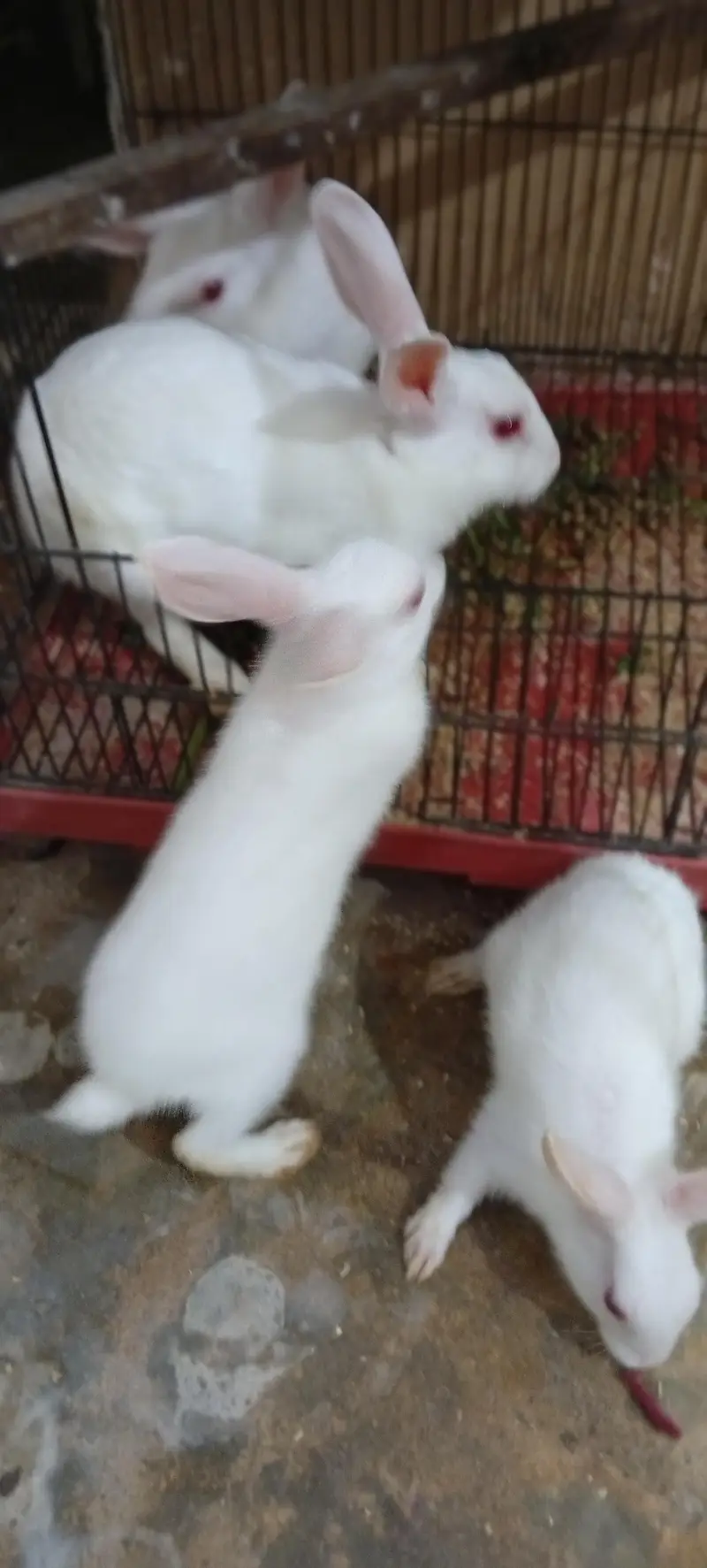 rabbit breeder pair with 2 bunnies — photo 6
