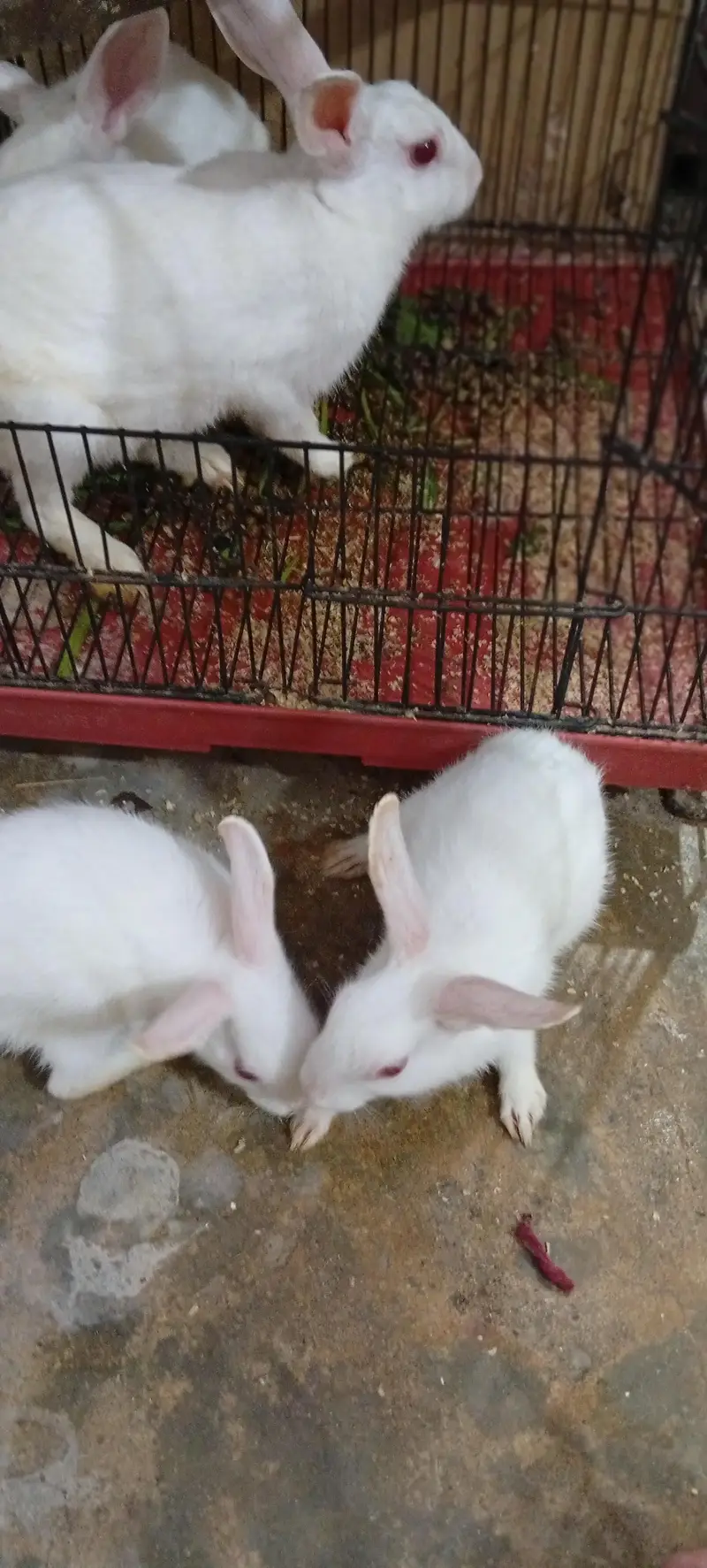 rabbit breeder pair with 2 bunnies — photo 7
