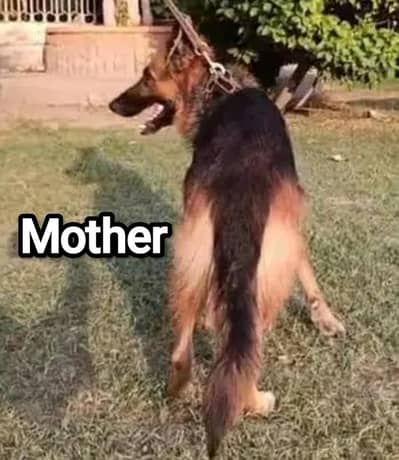 German Shepherd Puppy | Long Coat German Shepherd Pupp | GSD | Puppy