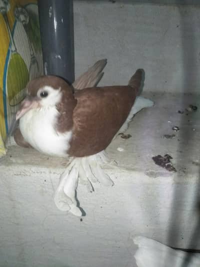 Sherazi or lakey pigeon