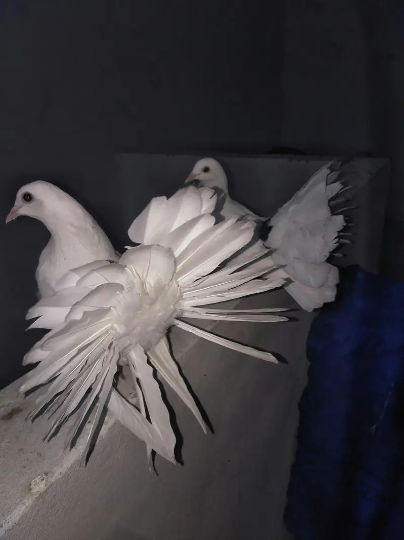 Sherazi or lakey pigeon — photo 2