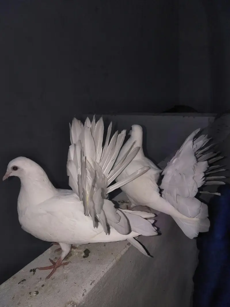 Sherazi or lakey pigeon — photo 3