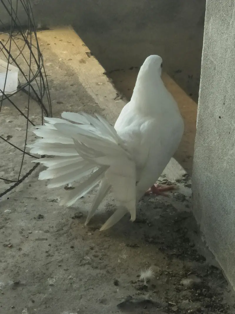 Sherazi or lakey pigeon — photo 4