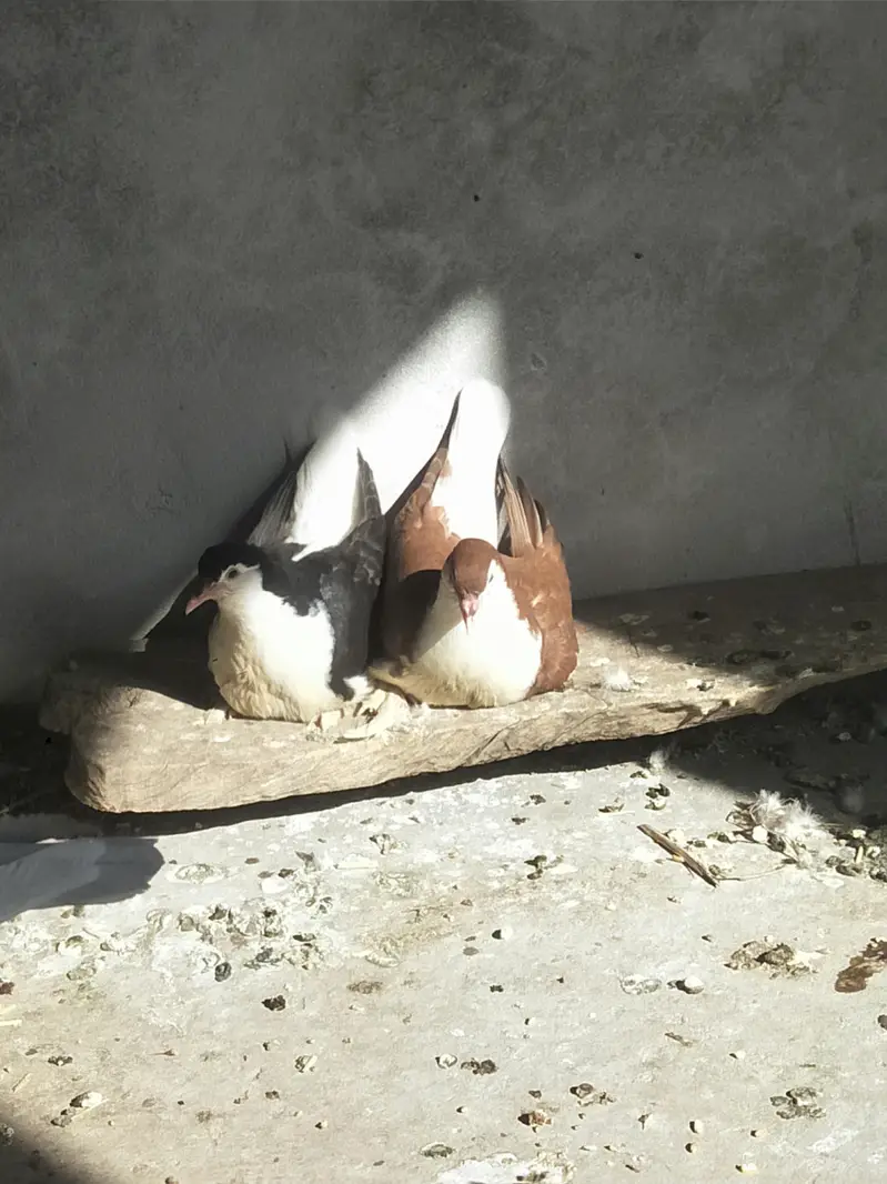 Sherazi or lakey pigeon — photo 5