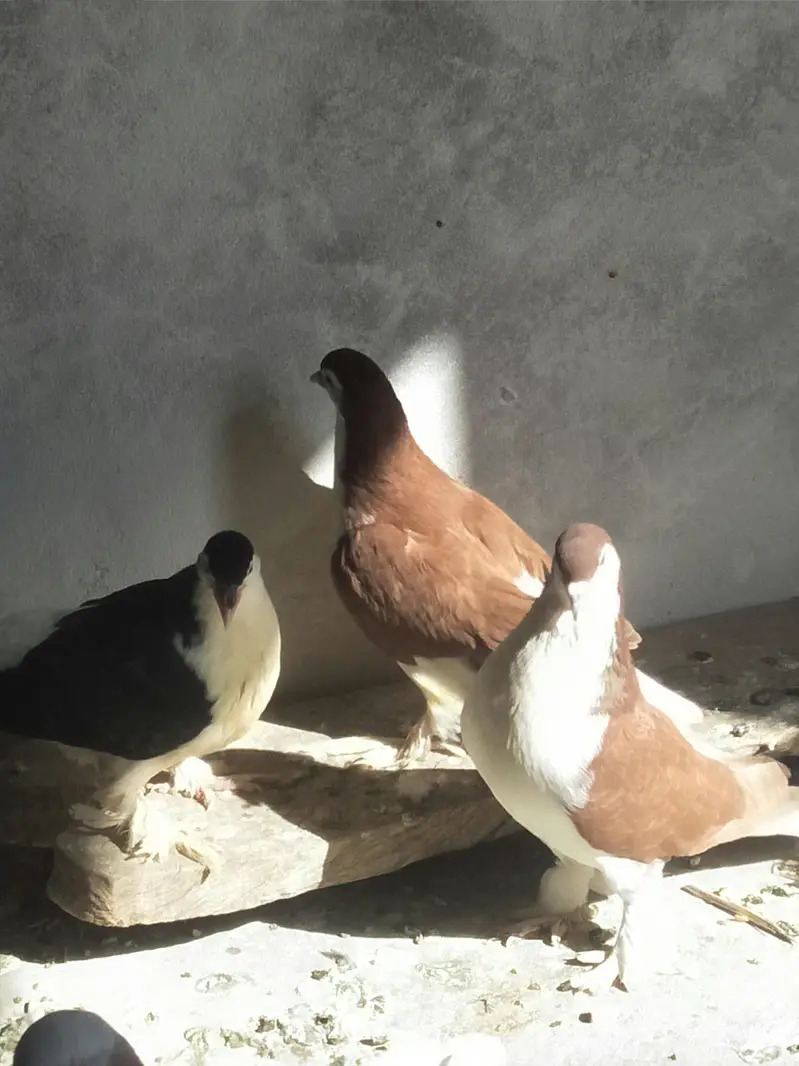 Sherazi or lakey pigeon — photo 6