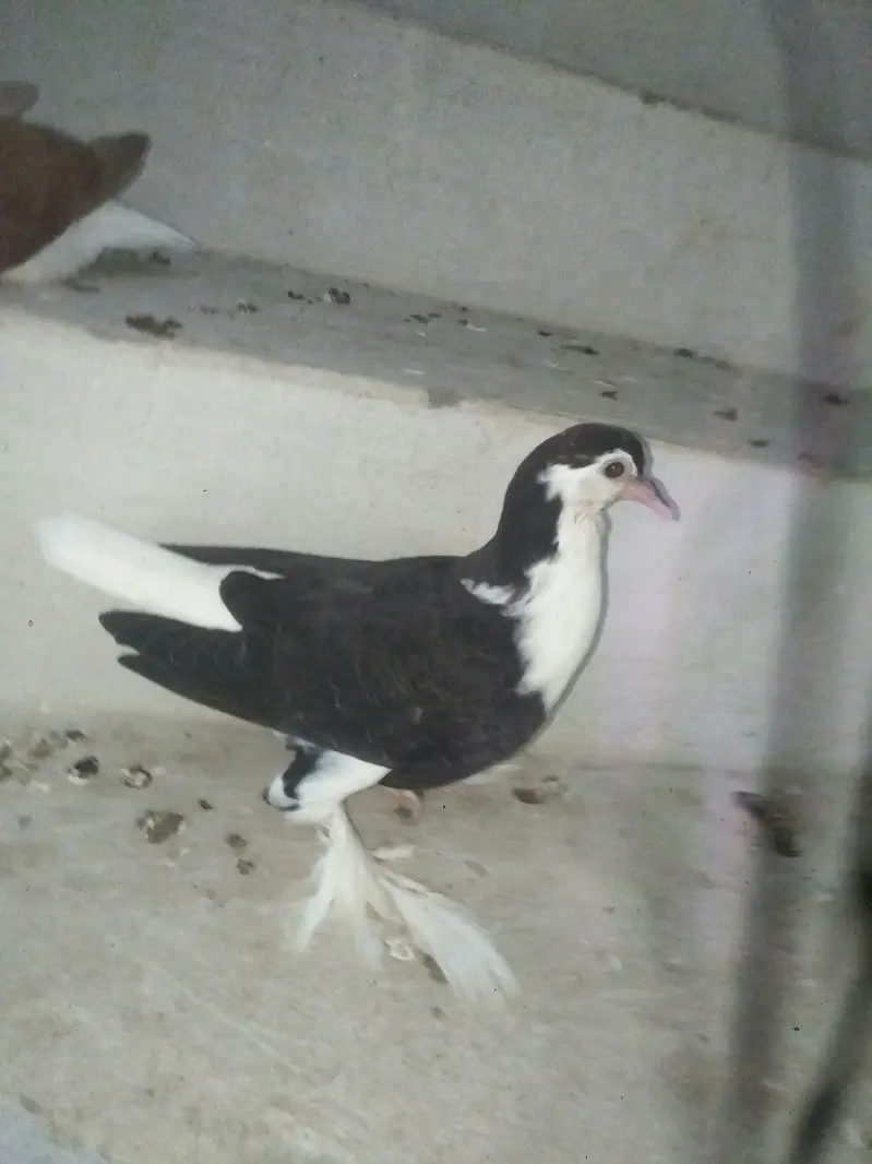 Sherazi or lakey pigeon — photo 7