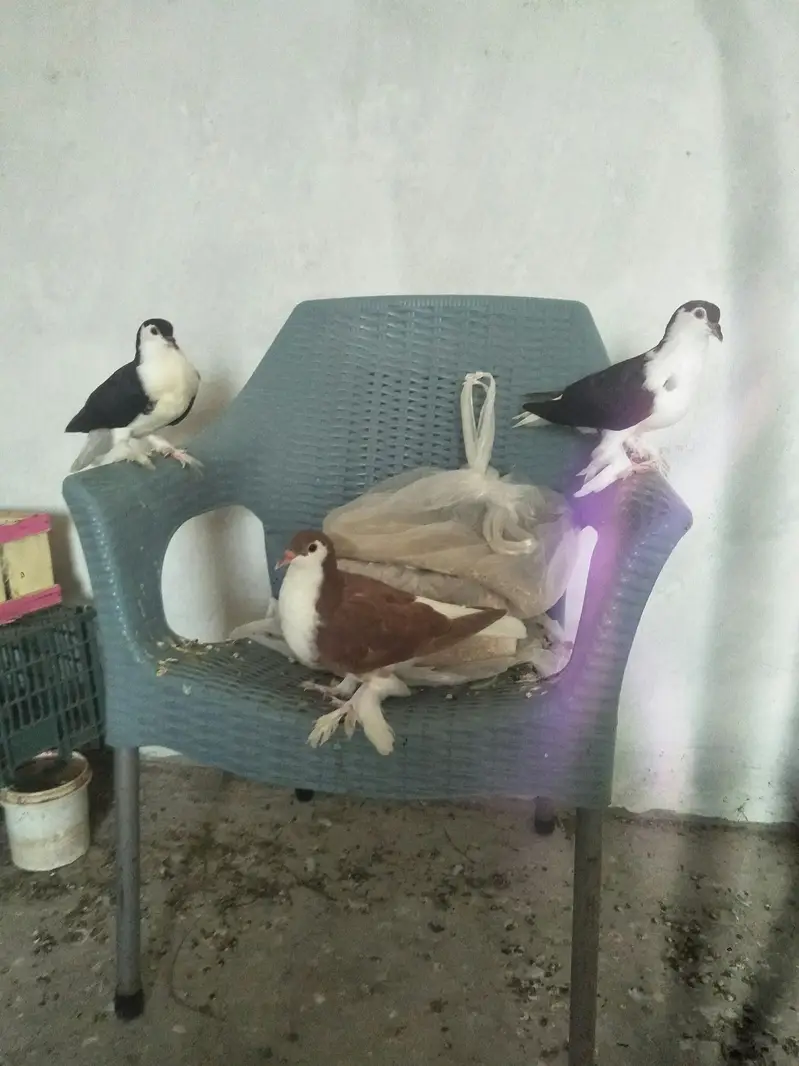 Sherazi or lakey pigeon — photo 8