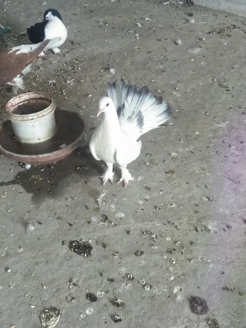 Sherazi or lakey pigeon — photo 10