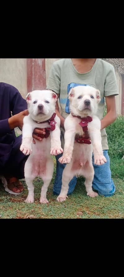 Alabai dog | Alabai pair | Alabai puppy | security dog for sale