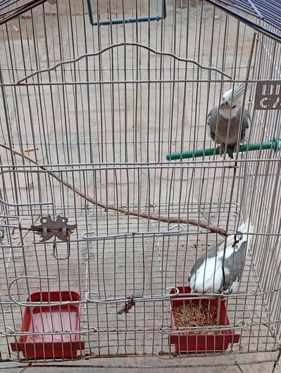 cockatiel white face
