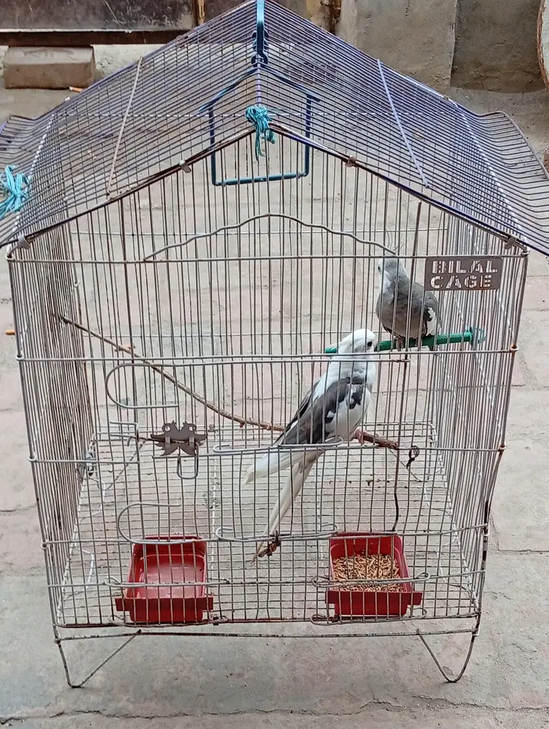 cockatiel white face — photo 2