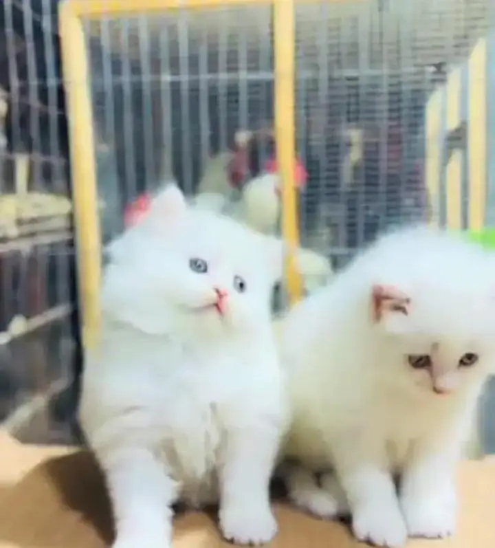 (Persian female kitten) (for sale all) (Pakistan delivery available) — photo 2