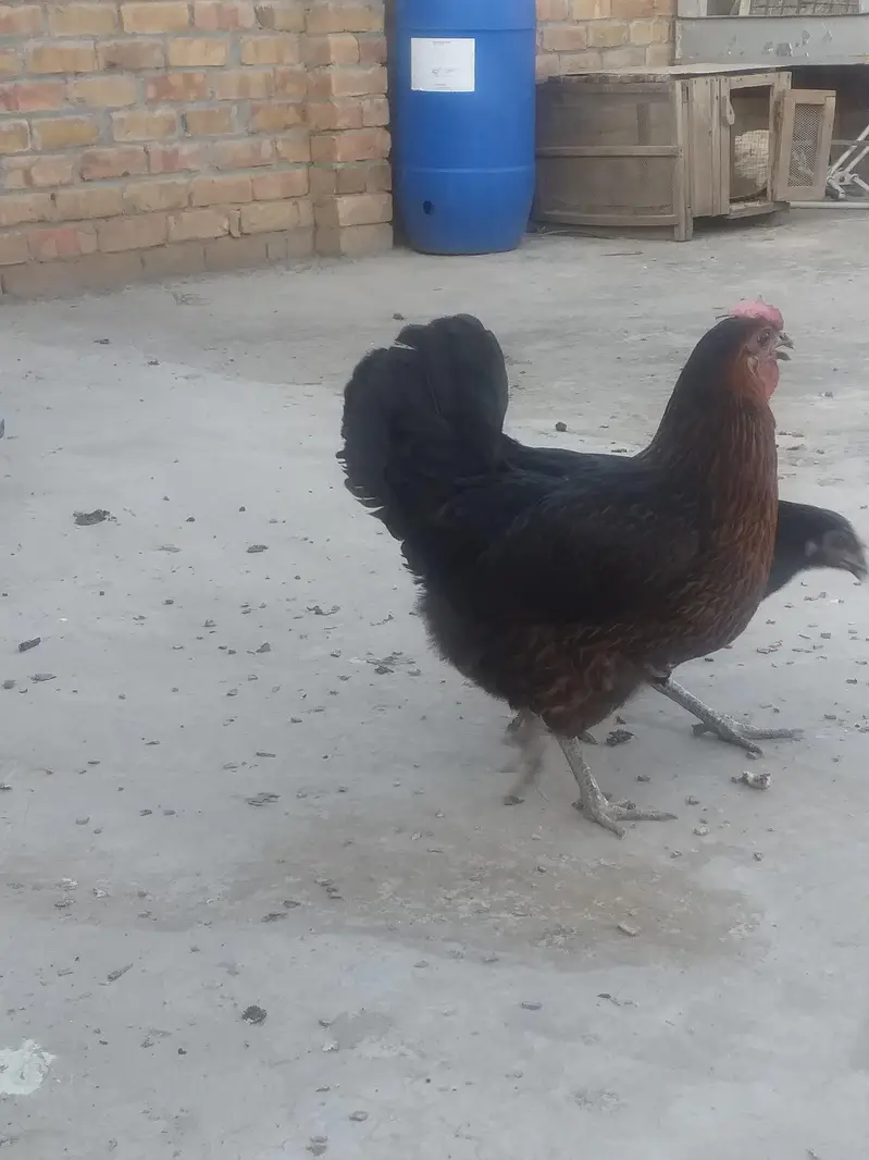 Pure Desi Kurak huny wali Ghr ki Murgia — photo 3