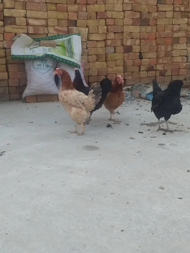 Pure Desi Kurak huny wali Ghr ki Murgia — photo 7