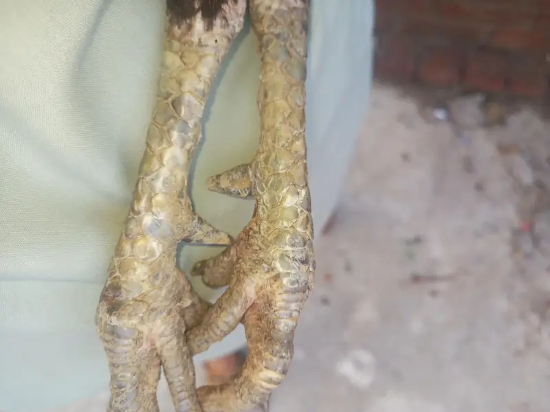 vilayati murga burmi ke3 part hai — photo 2