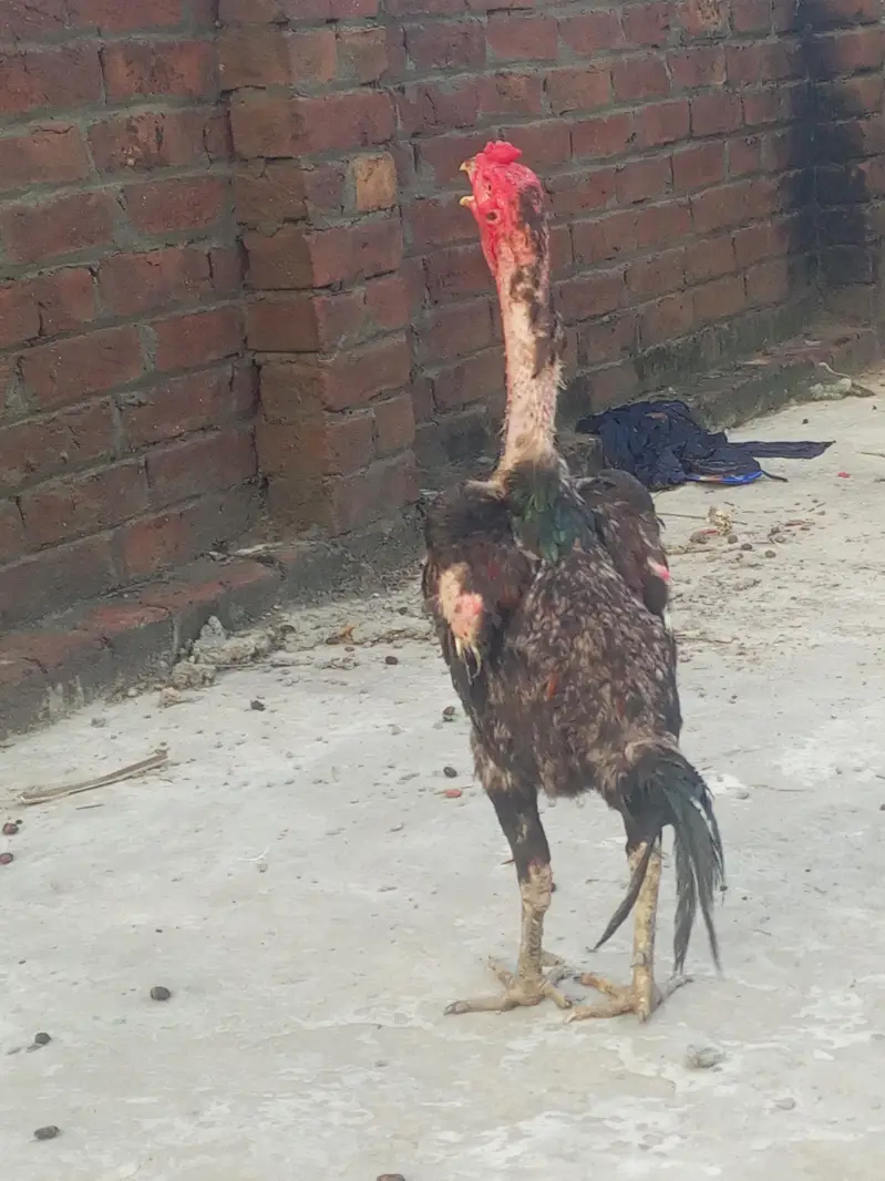 vilayati murga burmi ke3 part hai — photo 6