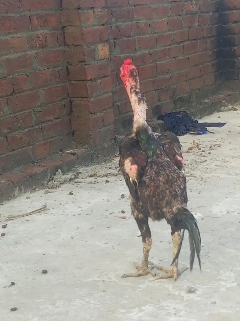 vilayati murga burmi ke3 part hai — photo 7