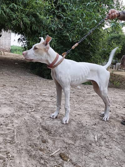 bultire dog 
