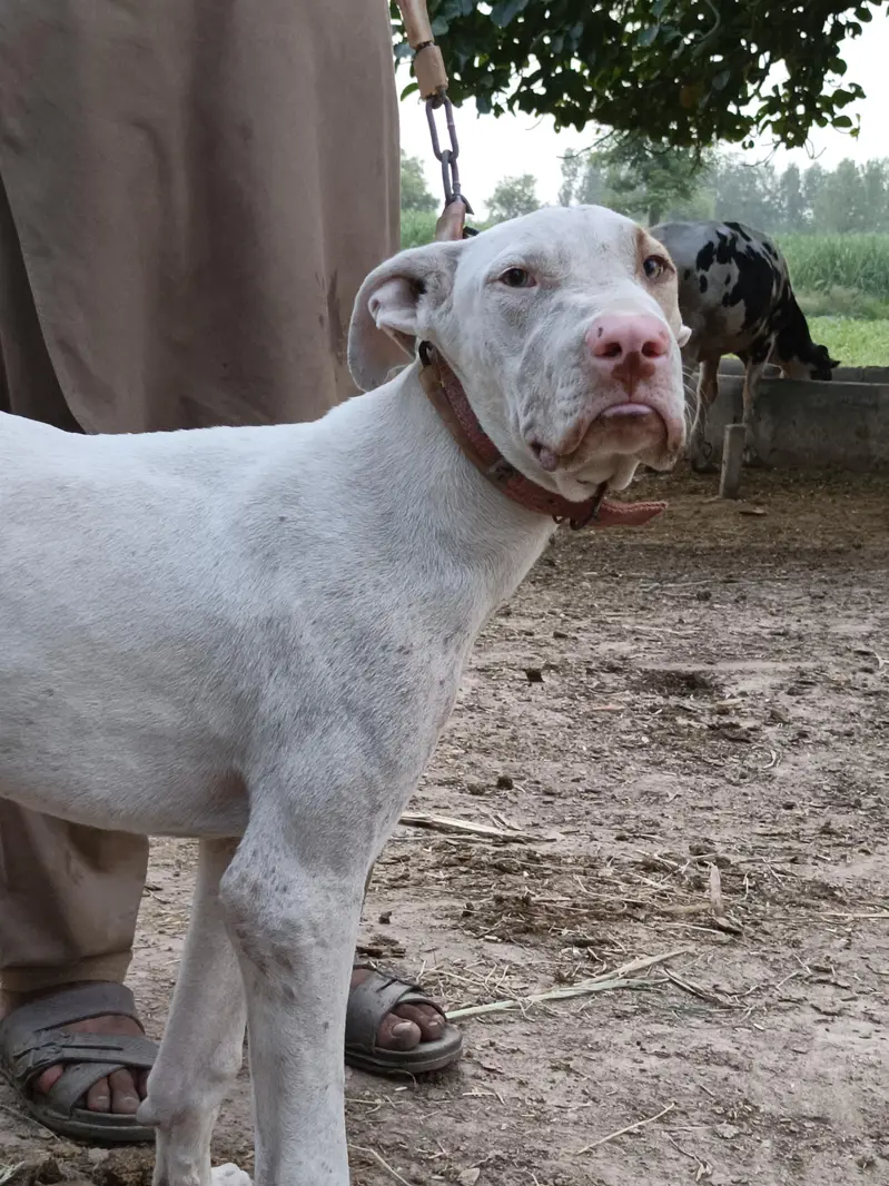 bultire dog  — photo 2