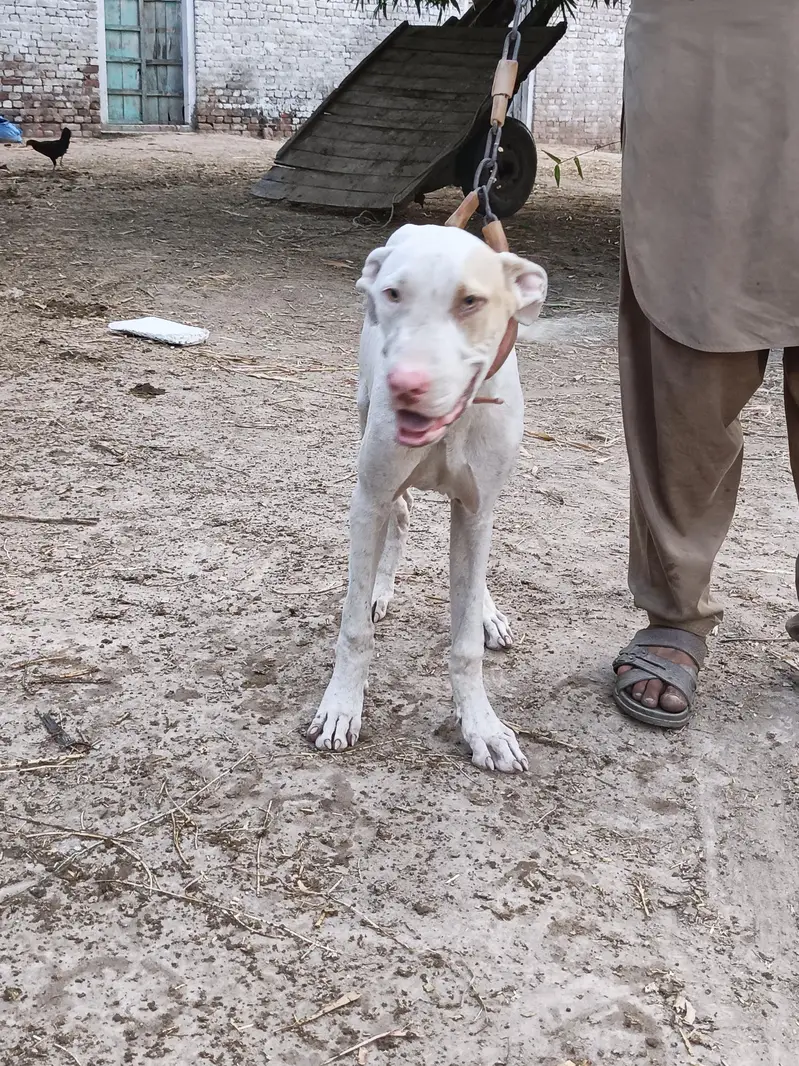bultire dog  — photo 4
