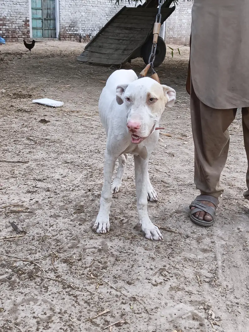 bultire dog  — photo 5