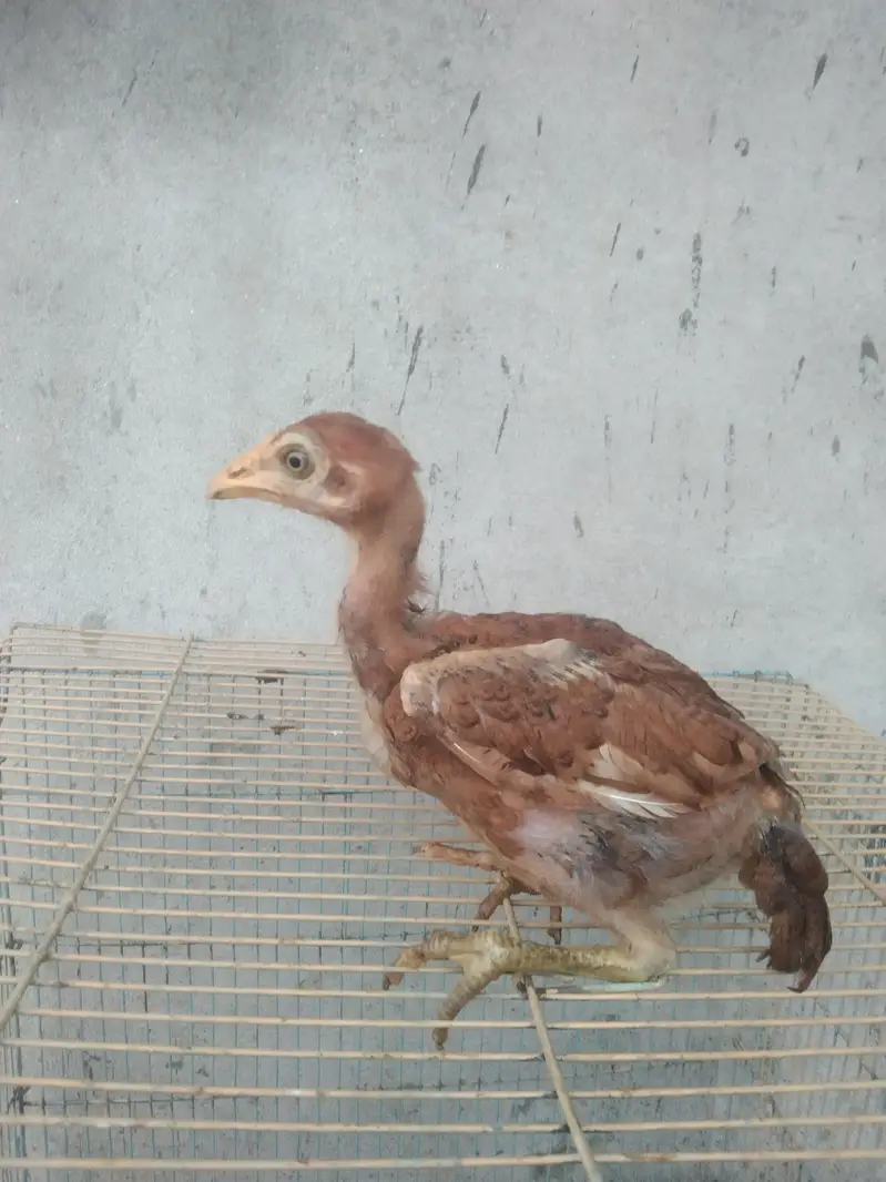 pure aseel chicks — photo 2