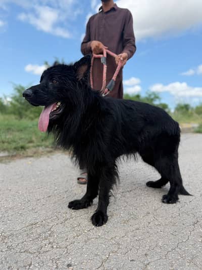 Domesticated, Highly Trained Pair of Black( Male) and Tan(Female) GSD