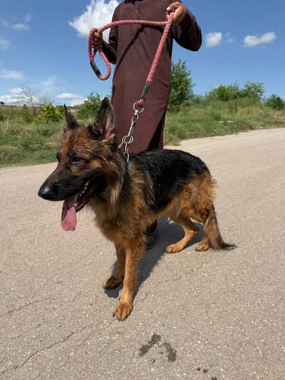 German Shepherd Dog (Female)