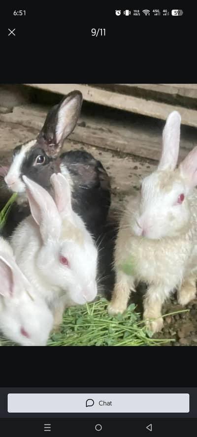 rabit baby for sale