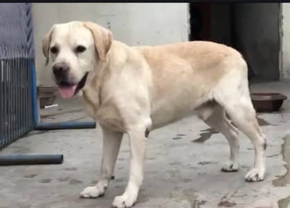 British Labrador Male available For Sale