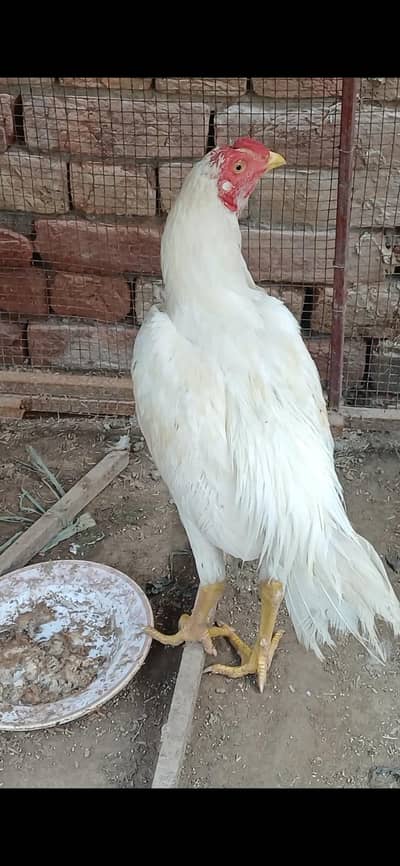 white patha for. sale  black morgi or chini morgi