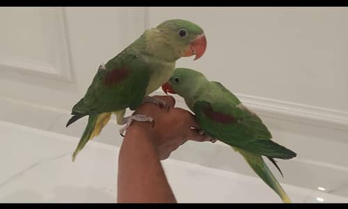 Parrots for sale
