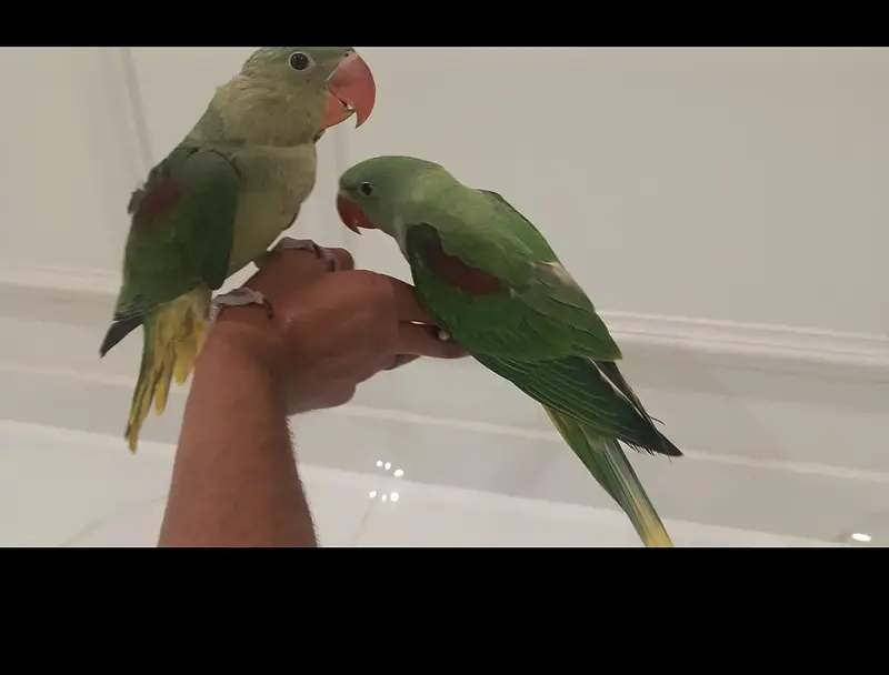 Parrots for sale — photo 2