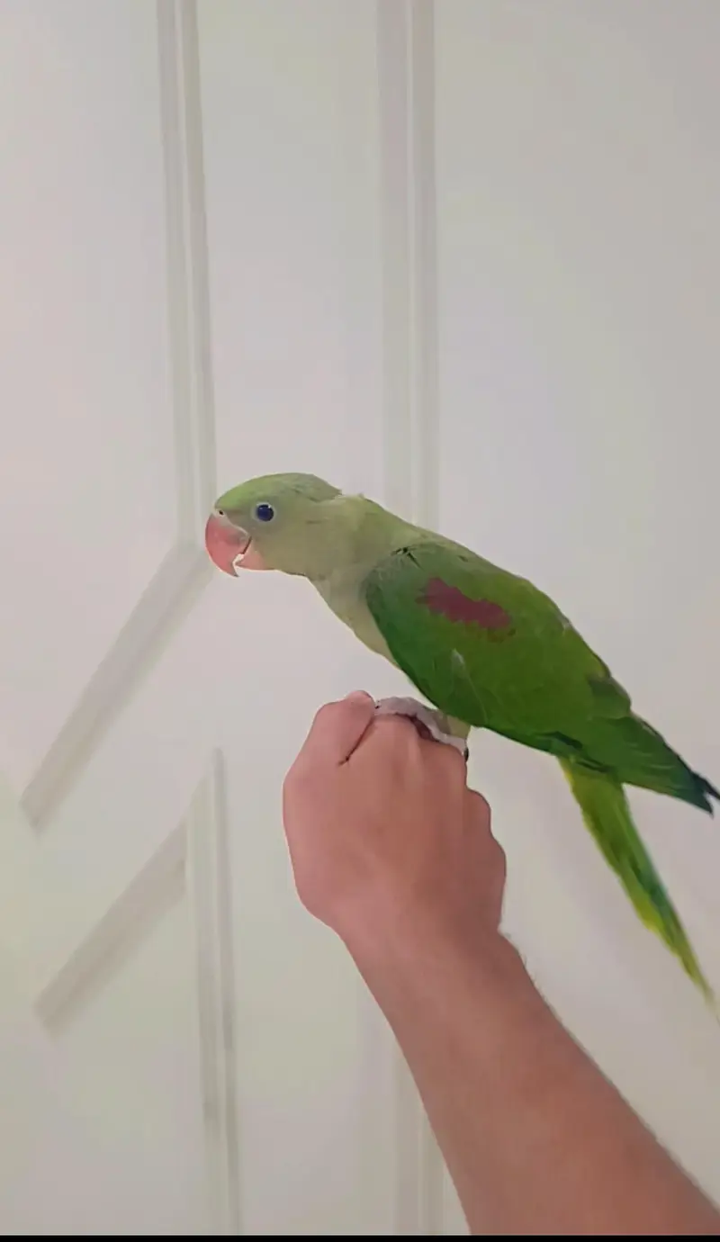 Parrots for sale — photo 3