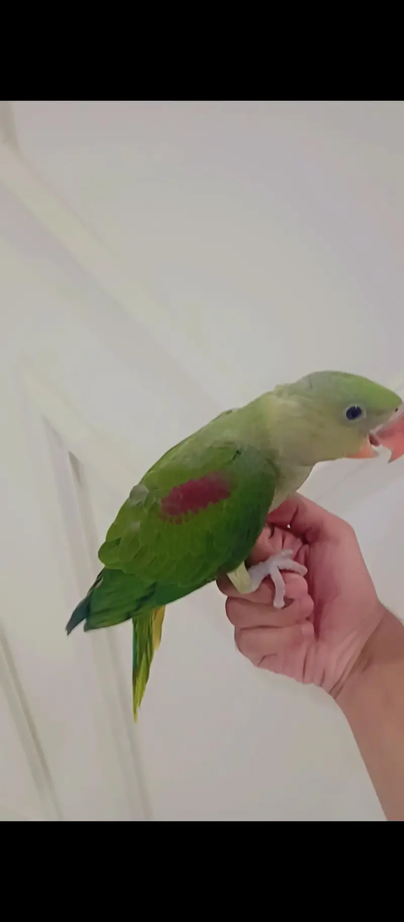 Parrots for sale — photo 4