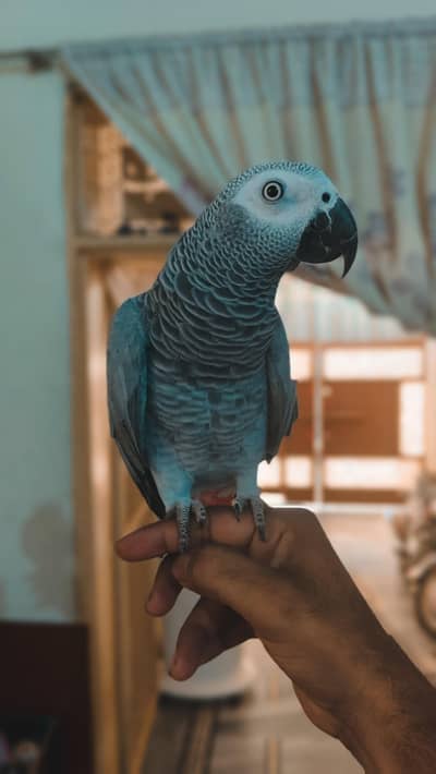 African grey parrot