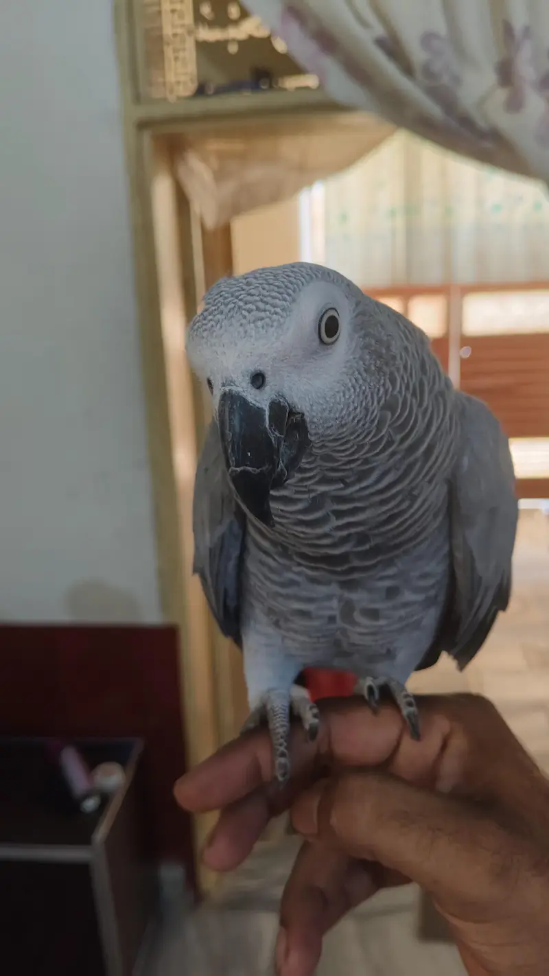 African grey parrot — photo 2