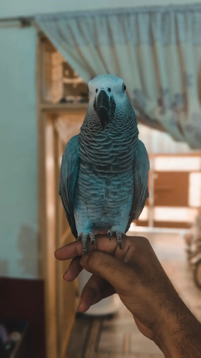 African grey parrot — photo 3