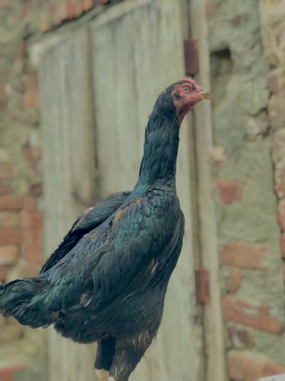 Black Shamo female