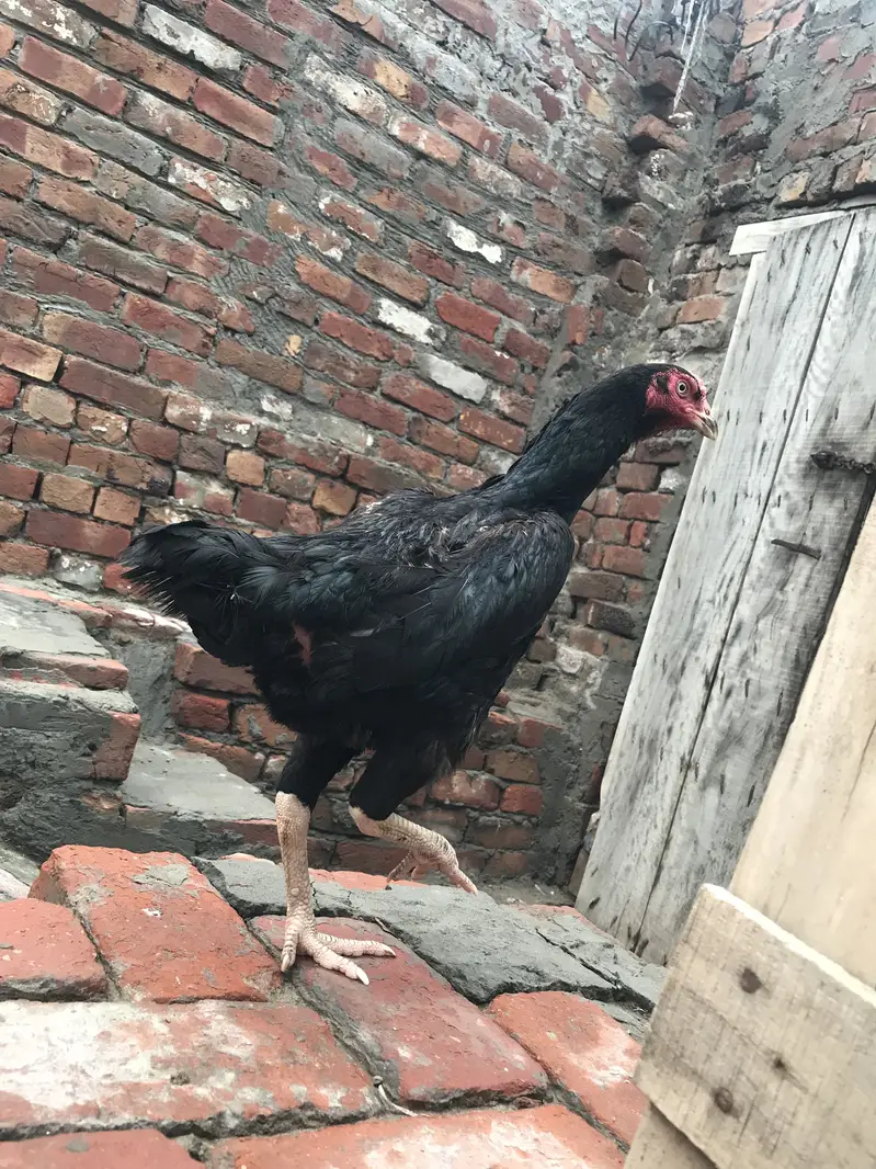 Black Shamo female — photo 2