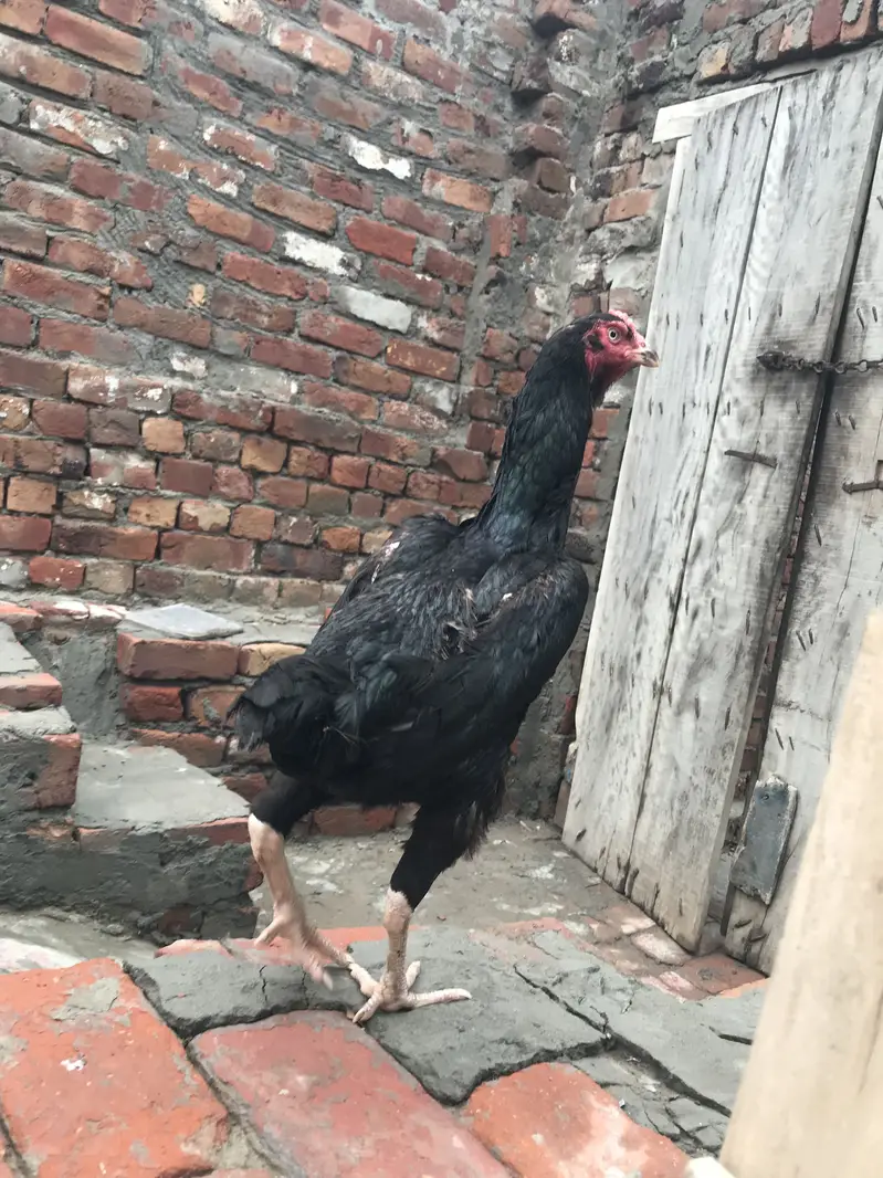 Black Shamo female — photo 3