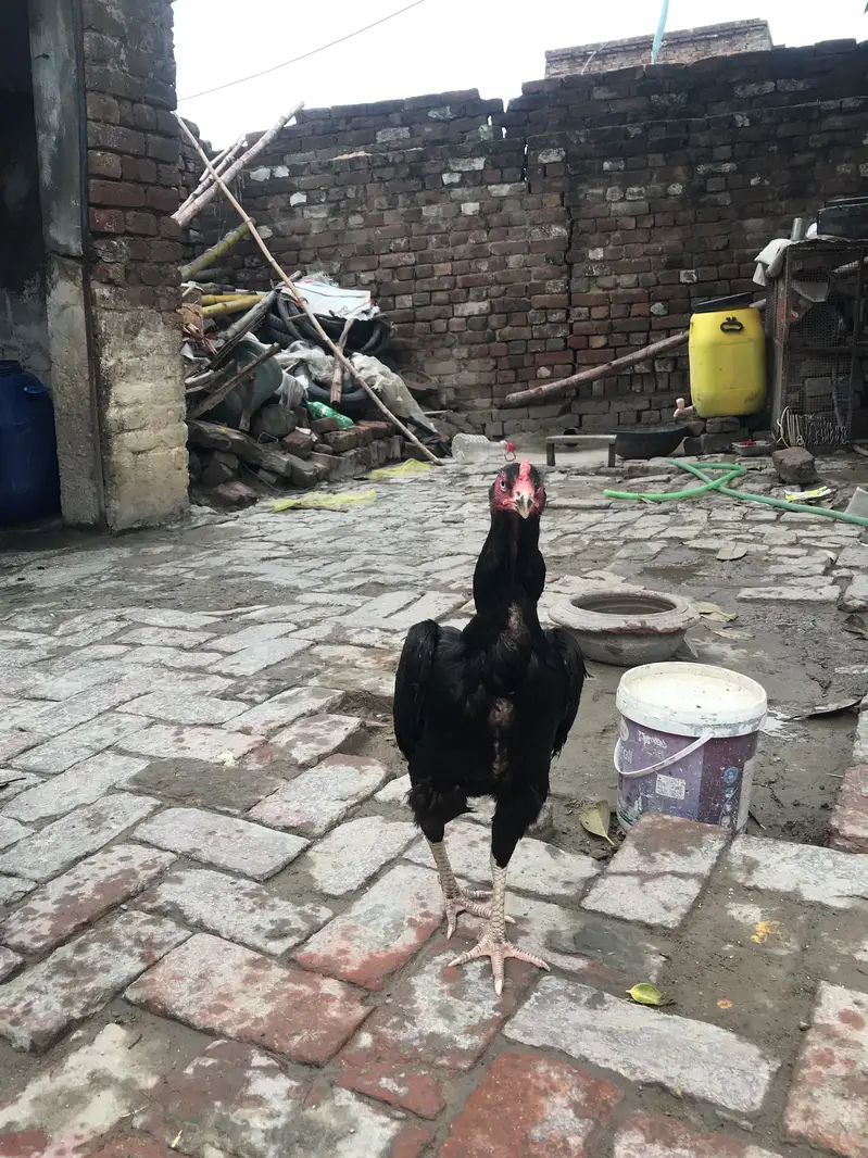 Black Shamo female — photo 4