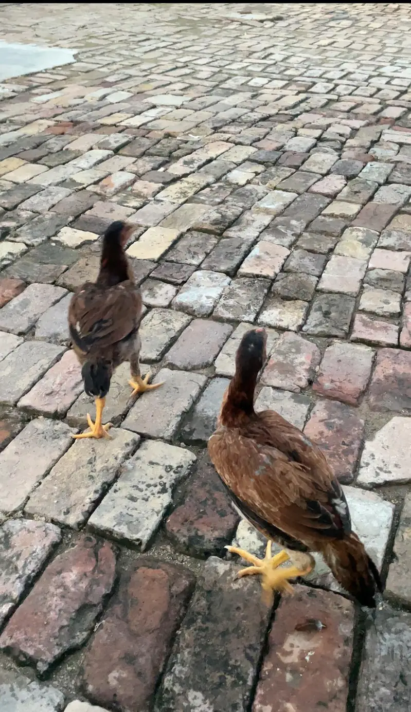 1 aseel breeder murga or do aseel pathia — photo 2