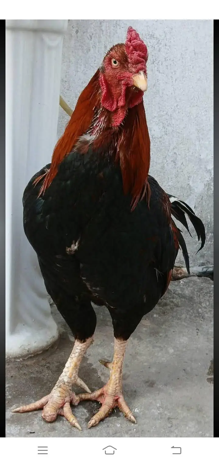 1 aseel breeder murga or do aseel pathia — photo 4