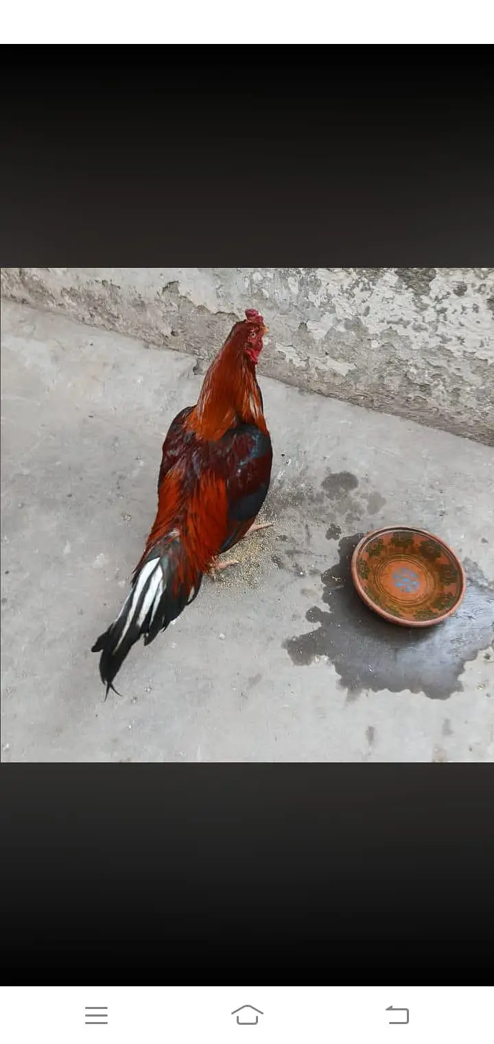 1 aseel breeder murga or do aseel pathia — photo 6