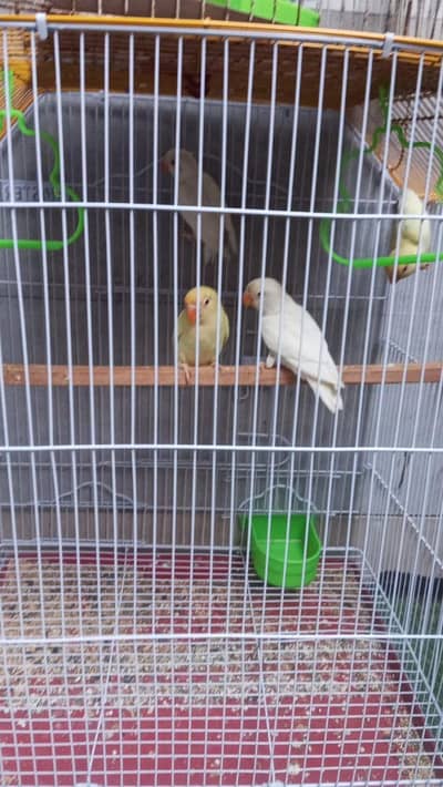 Love birds